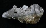 Crystalized Fossil Whelk - / Inches #5788-1